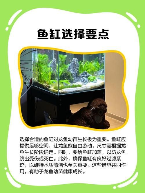 推薦幾款適合龍魚幼苗的魚缸，養龍魚幼苗，選對魚缸是成功的第一步