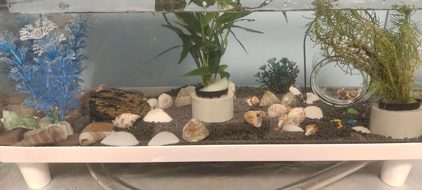 推薦幾款適合龍魚幼苗的魚缸，養龍魚幼苗，選對魚缸是成功的第一步