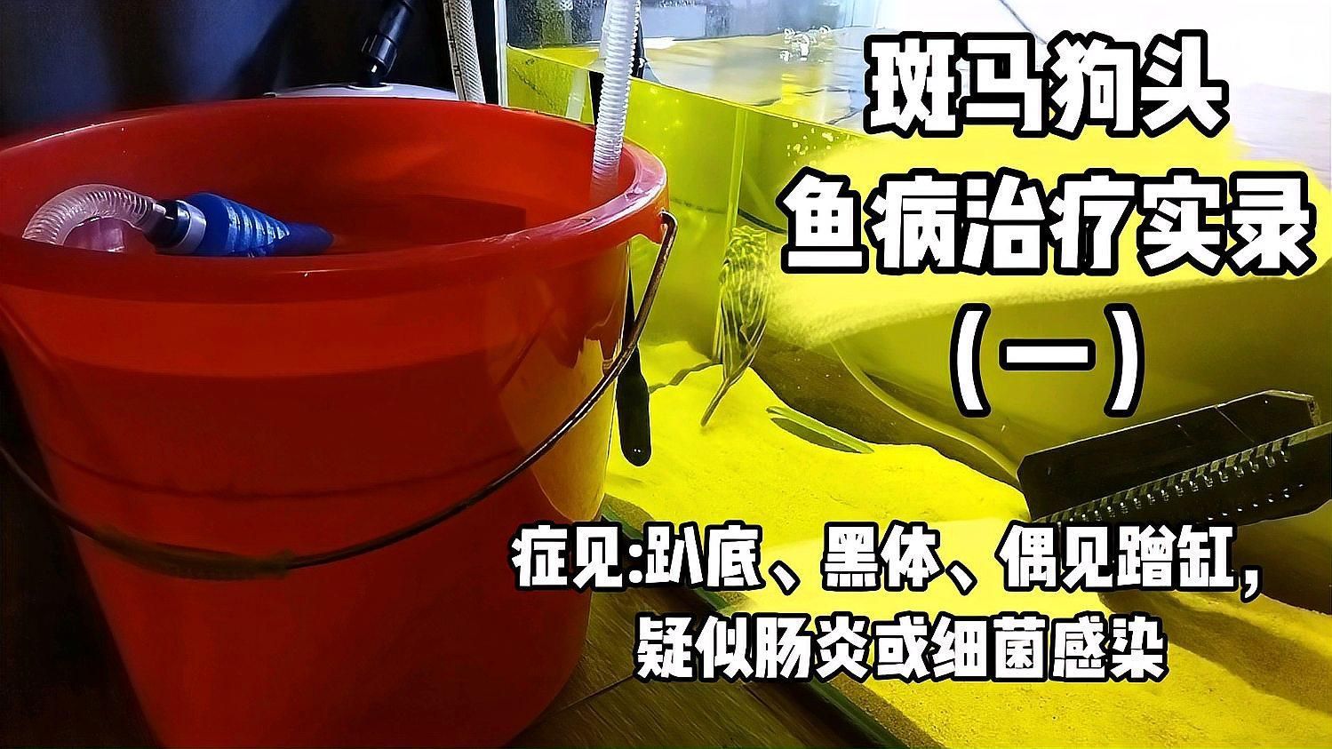 狗頭魚有哪些常見的疾病，狗頭魚有哪些常見的疾病及其癥狀與應對方法 狗頭魚有哪些常見的疾病，狗頭魚有哪些常見的疾病及其癥狀與應對方法 龍魚百科