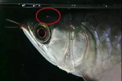 龍魚得了病后多久會死亡？，龍魚常見的疾病癥狀及死亡過程的特征