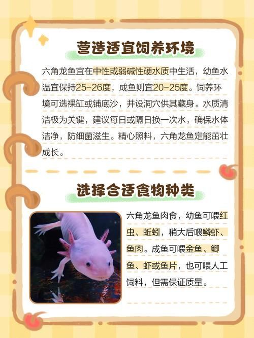 如何選購健康的六角龍魚，如何選購健康的六角龍魚？