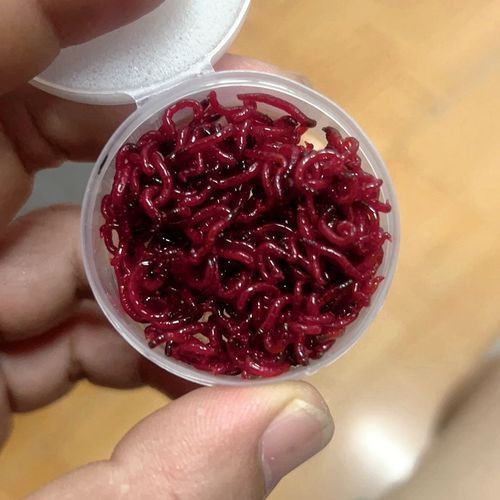 有哪些推薦的六角恐龍魚飼料，六角恐龍飼料值得推薦三類飼料最值得推薦的三類飼料