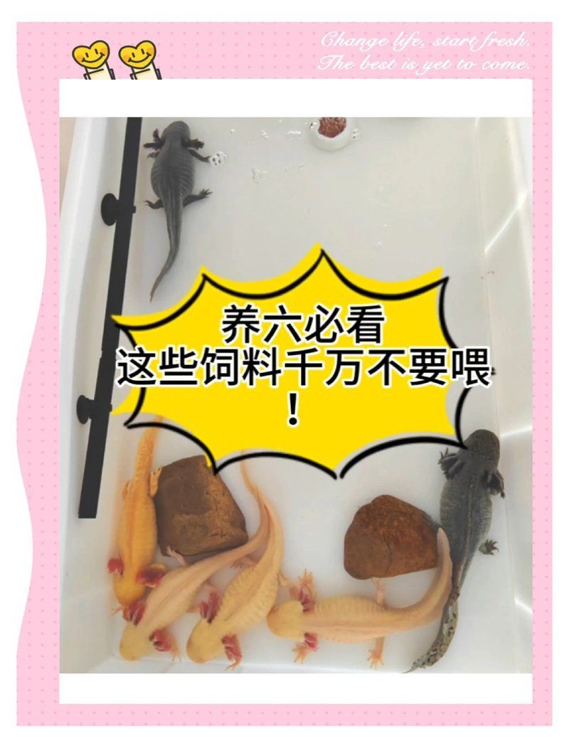 有哪些推薦的六角恐龍魚飼料，六角恐龍飼料值得推薦三類飼料最值得推薦的三類飼料
