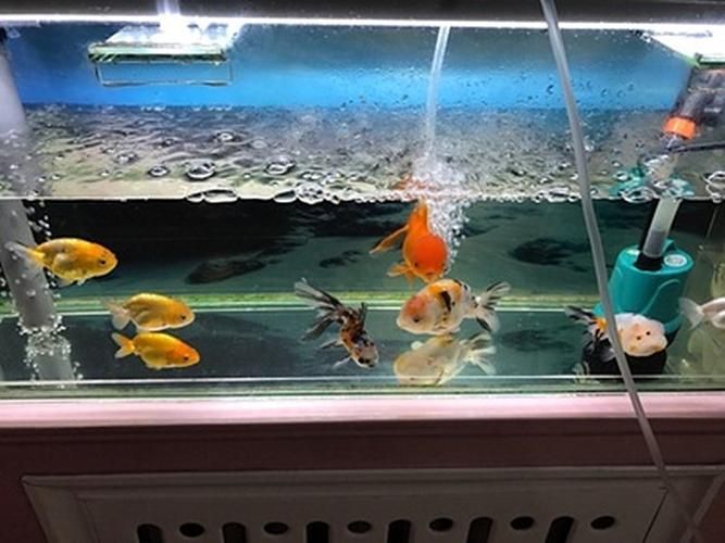 6000K魚缸燈價格范圍，6000k魚缸燈價格范圍
