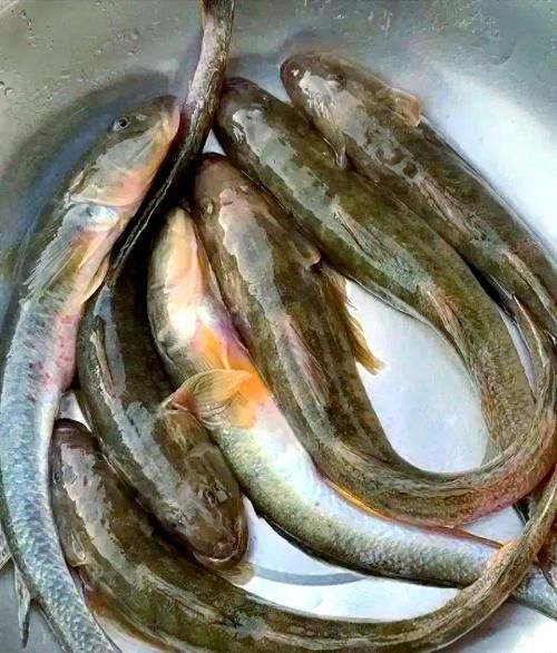 哪里可以購買到真正的沙龍魚，哪里可以購買到真正的沙龍魚？