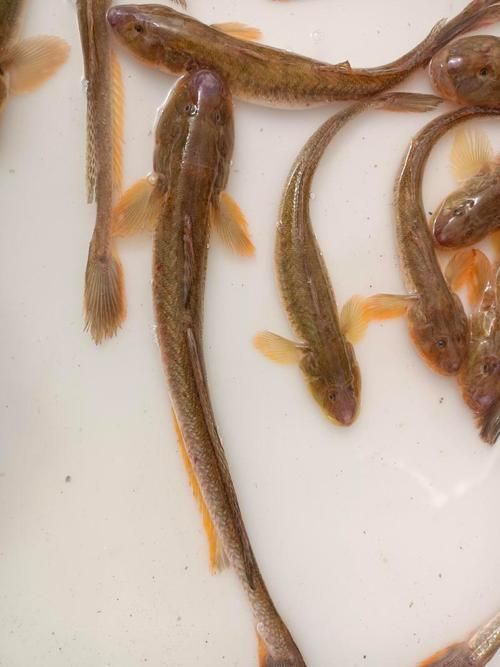 哪里可以購買到真正的沙龍魚，哪里可以購買到真正的沙龍魚？