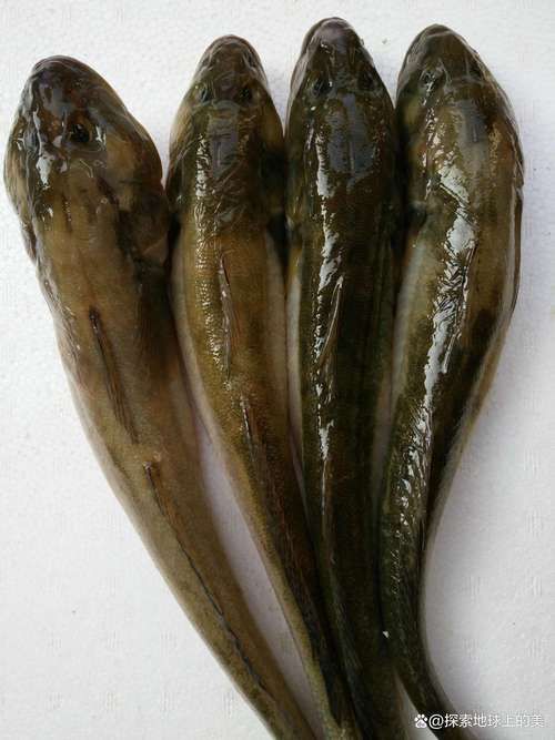 哪里可以購買到真正的沙龍魚，哪里可以購買到真正的沙龍魚？