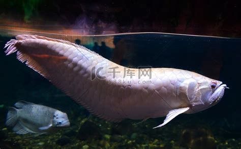 龍魚白白的圖片高清大圖，高端熱帶魚市場的明星品種龍魚白白（銀龍魚白白高清圖）