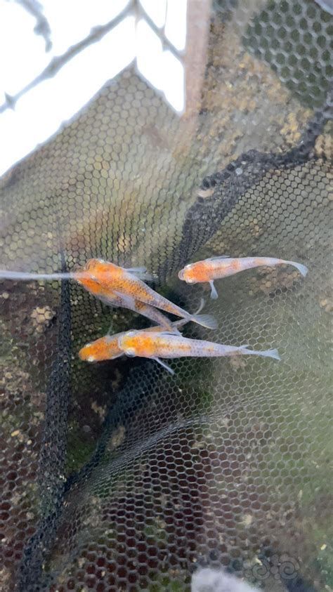 有哪些品牌專門做錦鯉和龍魚捕撈網？，錦鯉和龍魚捕撈網品牌詳解錦鯉和龍魚捕撈網品牌詳解
