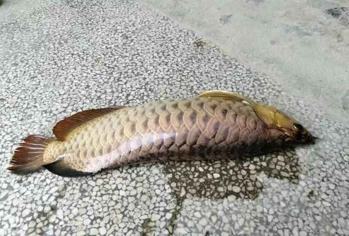 能否提供湖光巖龍魚的圖片或視頻，湖光巖龍魚是否真實存在