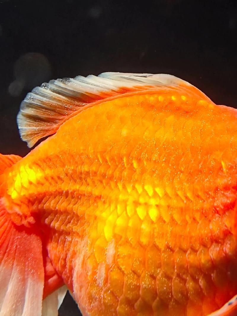 有哪些常見的半紅龍魚疾病,關于半紅龍魚常見疾病治療 龍魚百科 第6張 有哪些常見的半紅龍魚疾病,關于半紅龍魚常見疾病治療 有哪些常見的半紅龍魚疾病,關于半紅龍魚常見疾病治療 龍魚百科 第6張
