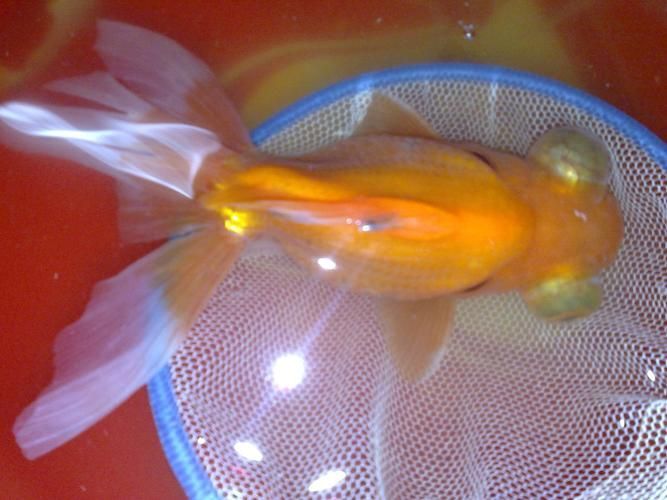 有哪些常見的半紅龍魚疾病,關于半紅龍魚常見疾病治療 龍魚百科 第11張 有哪些常見的半紅龍魚疾病,關于半紅龍魚常見疾病治療 有哪些常見的半紅龍魚疾病,關于半紅龍魚常見疾病治療 龍魚百科 第11張
