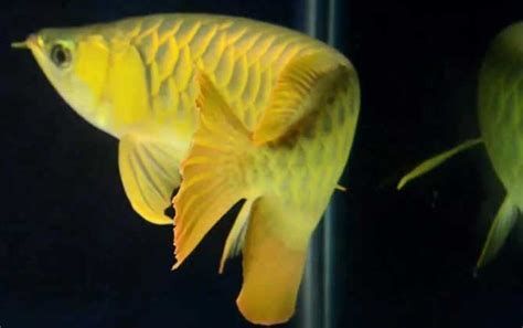 龍魚趴缸是吉兆還是兇兆？，龍魚趴缸是好運降臨還是厄運來臨