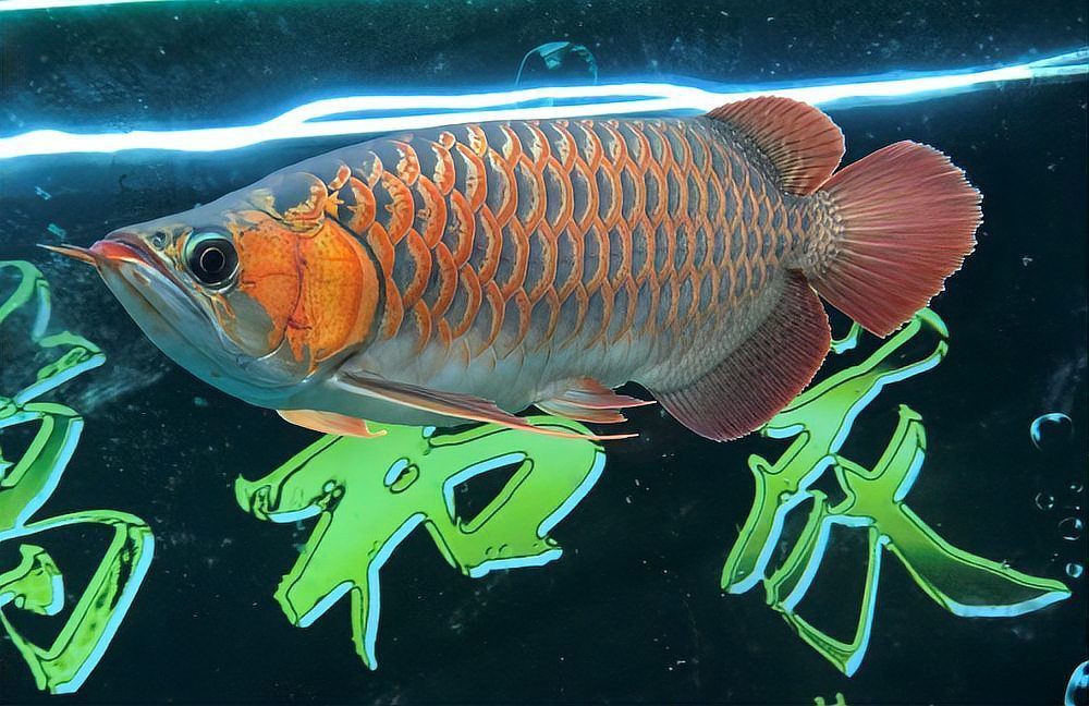 如何鑒別呼蘭龍魚的品質，“呼蘭龍魚品質鑒別標準與低品質呼蘭龍魚的鑒別標準 如何鑒別呼蘭龍魚的品質，“呼蘭龍魚品質鑒別標準與低品質呼蘭龍魚的鑒別標準 龍魚百科 第6張