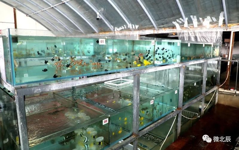 給我推薦幾家口碑好的龍魚工作室，北京龍魚工作室口碑好的龍魚工作室推薦：kawaiarowanafarm