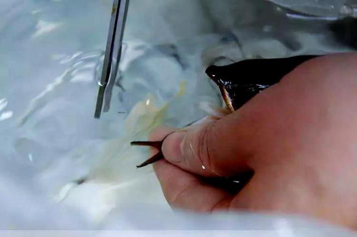 給我一些判斷龍魚胡須再生的圖片示例