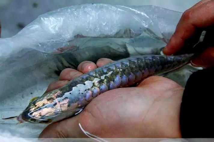 給我一些判斷龍魚胡須再生的圖片示例