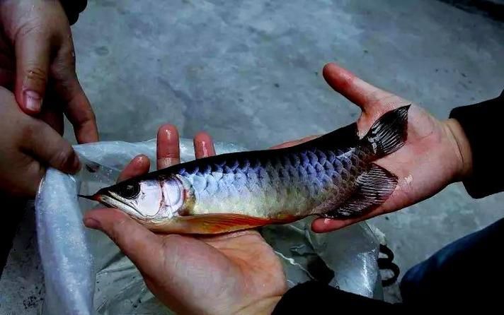 給我一些判斷龍魚胡須再生的圖片示例