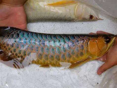 如何判斷龍魚是否因水溫過低翻白？，判斷龍魚是否因水溫過低而翻白可以通過以下方法