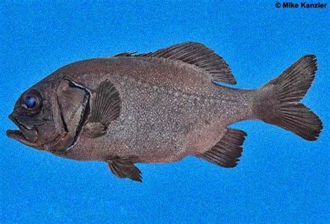 龍魚眼睛有白點需要立即治療嗎？，龍魚眼睛出現白點需要立即治療嗎