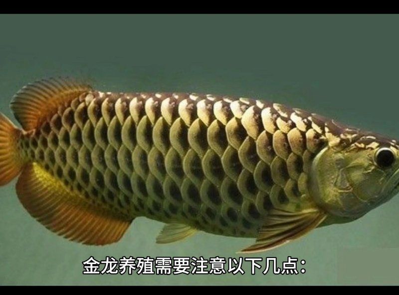 立達金龍魚的養殖技術有哪些，立達金龍魚的養殖技術