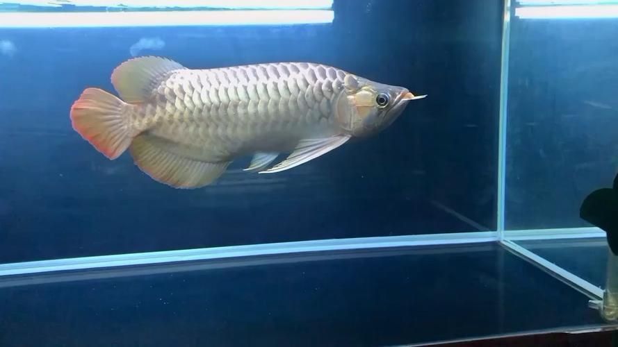 給我一些鑒別萬隆龍魚的真?zhèn)魏推焚|(zhì)的圖片，如何鑒別萬隆龍魚的真?zhèn)闻c品質(zhì)？