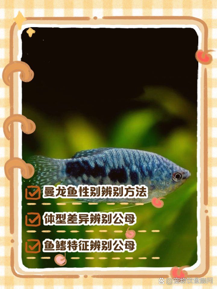 如何區分金曼龍魚的性別，區分金曼龍魚的性別辨別指南胖團愛寵科普曼龍魚怎么辨別 如何區分金曼龍魚的性別，區分金曼龍魚的性別辨別指南胖團愛寵科普曼龍魚怎么辨別 龍魚百科 第2張