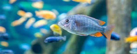 雙線側魚，雙線側魚詳解：觀賞水族箱中的優雅舞者