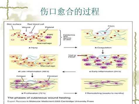 被龍魚咬爛的傷口會自愈嗎？，被龍魚咬爛的傷口是否會自愈 被龍魚咬爛的傷口會自愈嗎？，被龍魚咬爛的傷口是否會自愈 龍魚百科 第1張