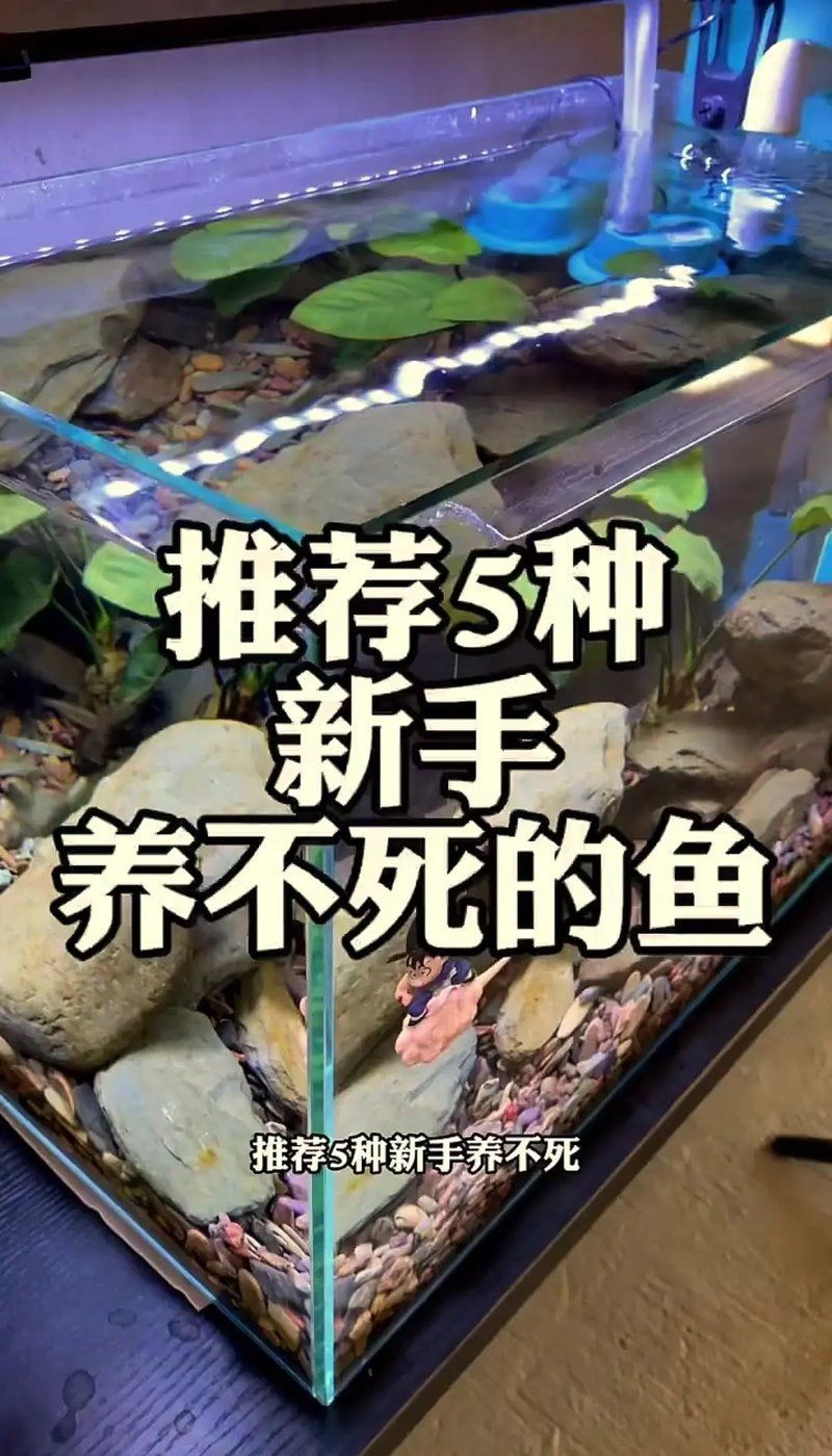 有哪些適合新手的觀賞魚推薦，初次接觸觀賞魚的新手養魚，選擇適合自己的觀賞魚 有哪些適合新手的觀賞魚推薦，初次接觸觀賞魚的新手養魚，選擇適合自己的觀賞魚 龍魚百科 第2張