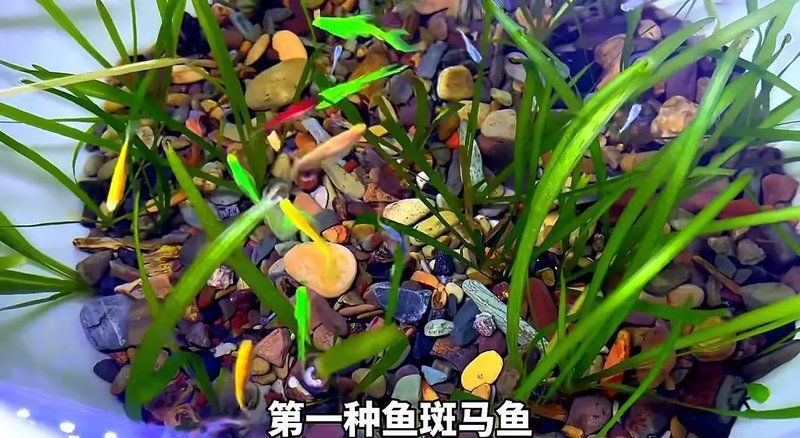 有哪些適合新手的觀賞魚推薦，初次接觸觀賞魚的新手養魚，選擇適合自己的觀賞魚 有哪些適合新手的觀賞魚推薦，初次接觸觀賞魚的新手養魚，選擇適合自己的觀賞魚 龍魚百科 第1張