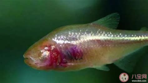 給我一些龍魚真菌感染的圖片，龍魚真菌感染癥狀和治療方法龍魚真菌感染的癥狀和治療方法