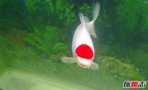 飛鳳魚與龍魚混養有哪些成功案例，飛鳳魚與龍魚混養成功案例