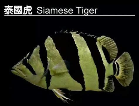 哪些魚種適合龍魚食用？，熱帶淡水觀賞魚中的佼佼者