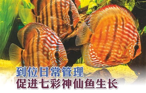 哪些魚種適合龍魚食用？，熱帶淡水觀賞魚中的佼佼者