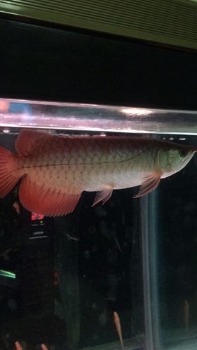 如何判斷帝龍魚的年齡和生長狀態(tài)