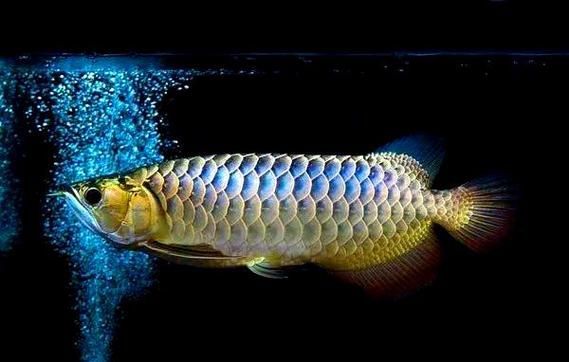如何判斷帝龍魚的年齡和生長狀態(tài)