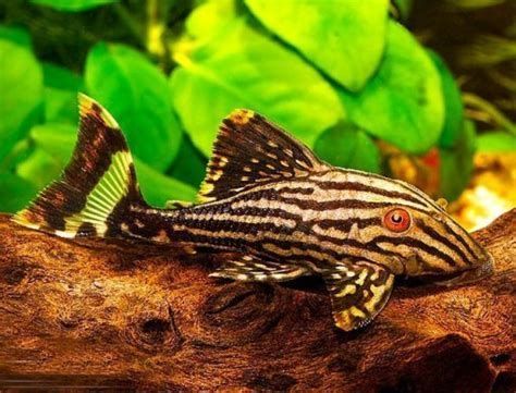 綠皮皇冠豹魚，綠皮皇冠豹魚(panaquesp.)詳解