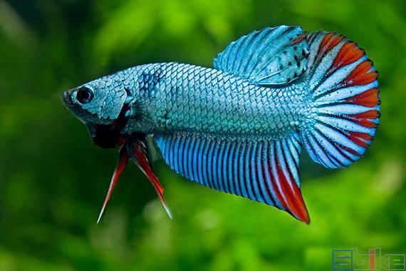 給我一些和平龍魚的圖片或視頻，和平斗魚（和平斗魚）特征詳解