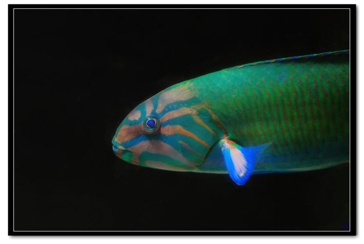 給我一些和平龍魚的圖片或視頻，和平斗魚（和平斗魚）特征詳解