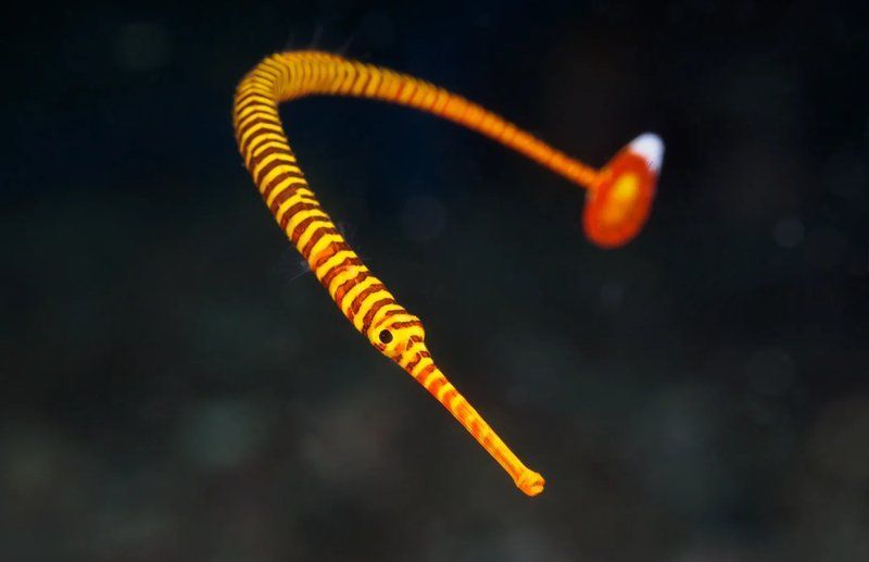 馬龍魚和海龍哪個(gè)更受歡迎，“馬龍魚和海龍而海龍而海龍而海龍商品評價(jià)集中于1000字詳解