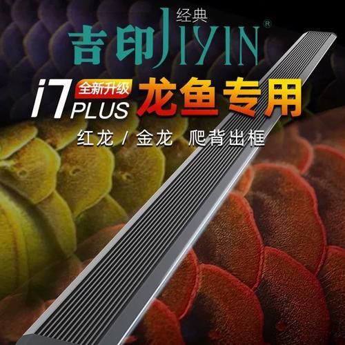 有哪些品牌燈管適合藍底金龍魚，藍底金龍魚燈管選擇 有哪些品牌燈管適合藍底金龍魚，藍底金龍魚燈管選擇 龍魚百科 第3張