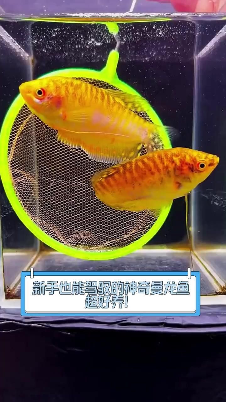 曼龍魚和銀龍魚哪個更適合新手，曼龍魚和銀龍魚哪個好養(yǎng)？