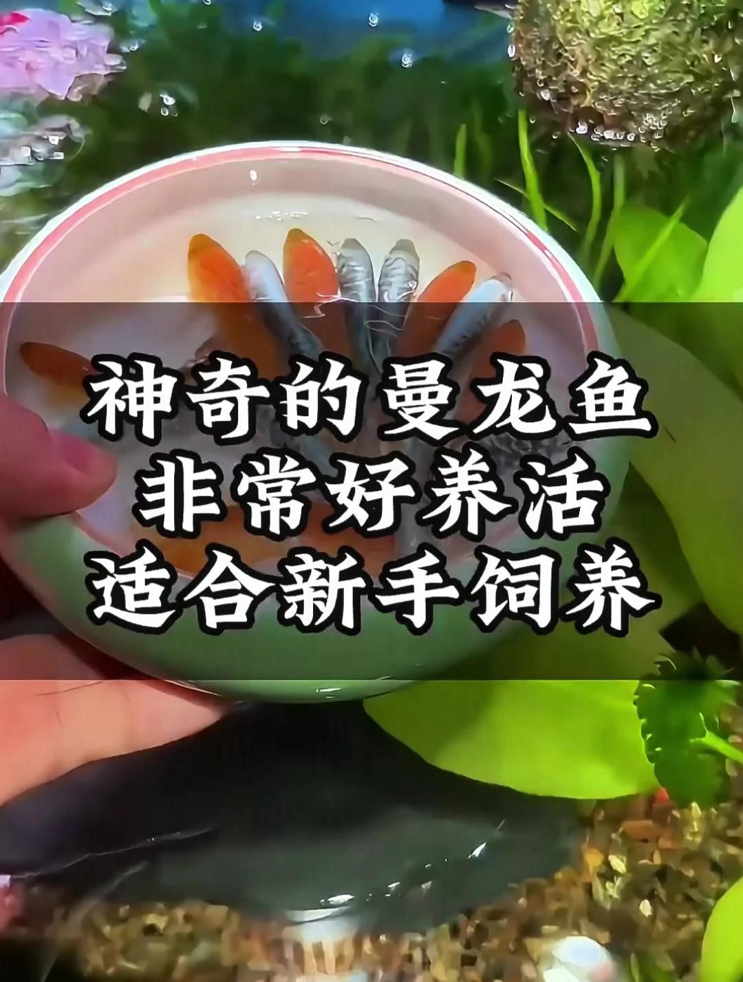 曼龍魚和銀龍魚哪個更適合新手，曼龍魚和銀龍魚哪個好養(yǎng)？