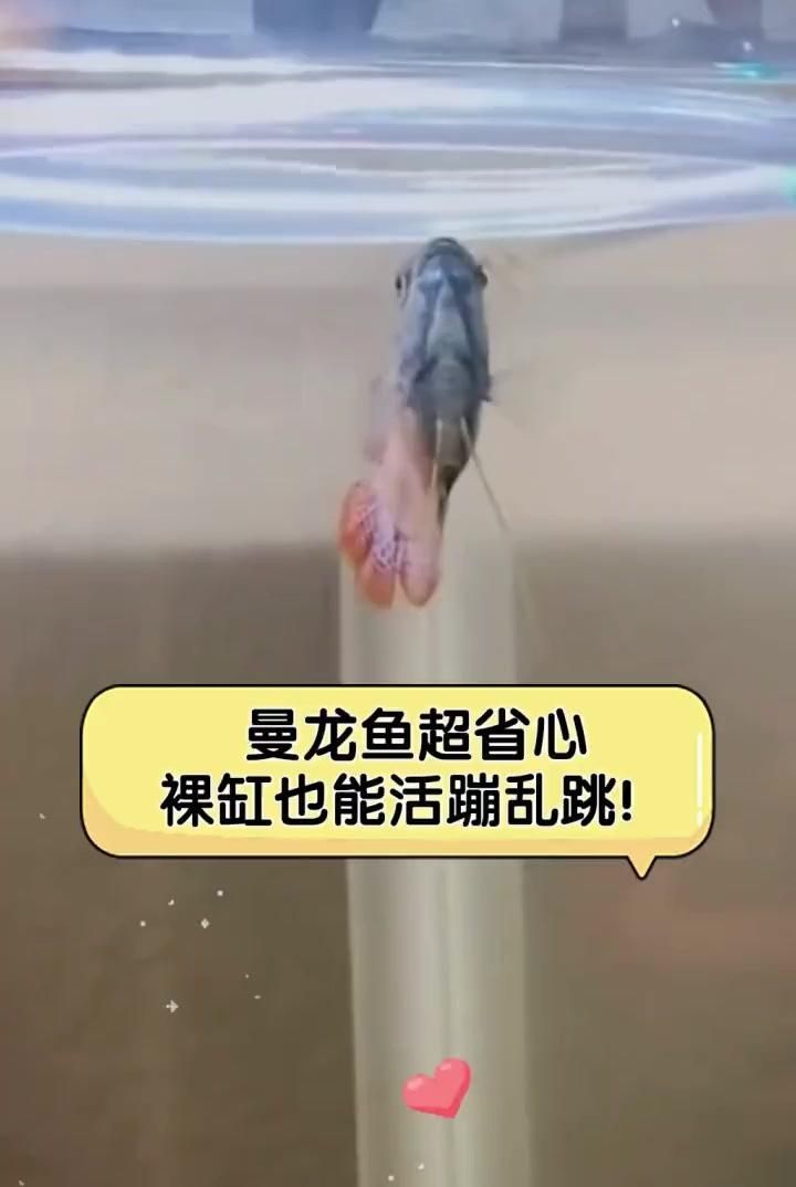曼龍魚和銀龍魚哪個更適合新手，曼龍魚和銀龍魚哪個好養(yǎng)？