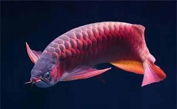 哪種喂食方法最適合龍魚，萌寵訓(xùn)練師嘉佳：龍魚快速生長喂食指南萌寵訓(xùn)練師嘉佳