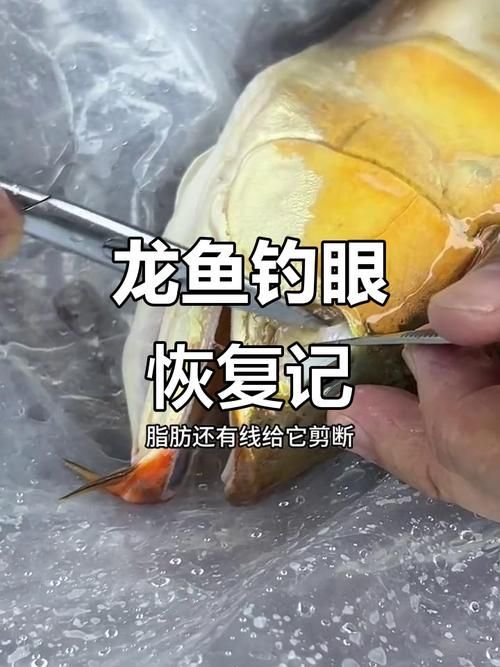 手動復位龍魚掉眼有哪些風險 手動復位龍魚掉眼有哪些風險 龍魚百科 第3張
