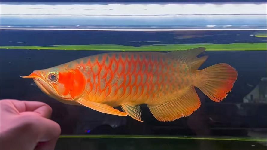 給我推薦一些紅龍魚的戰車品種圖片，紅龍魚的戰車品種圖片