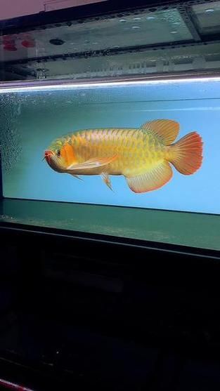 給我推薦一些紅龍魚的戰車品種圖片，紅龍魚的戰車品種圖片