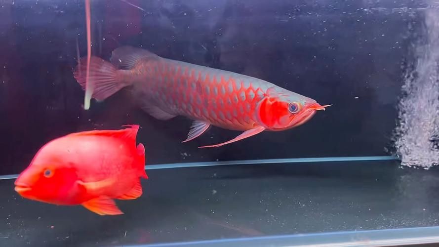 給我推薦一些紅龍魚的戰車品種圖片，紅龍魚的戰車品種圖片